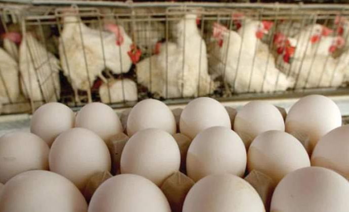 فوزي الزياني: الزيادة في سعر البيض واردة..