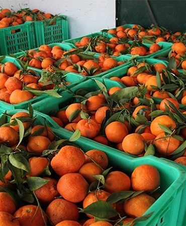 9awa هل ان اسعار القوارص الفترة الجاية سترتفع