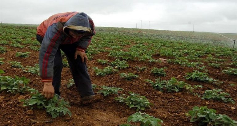 agriculture Abdelfatah Saied : Les dernières pluies ont redonné espoir aux agriculteurs et comblé le déficit pulviométrique...