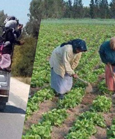 kayed وقتاش باش يتم تطبيق العقد اطاري بشأن نقل العملة الفلاحيين بين وزارة النقل و المراة
