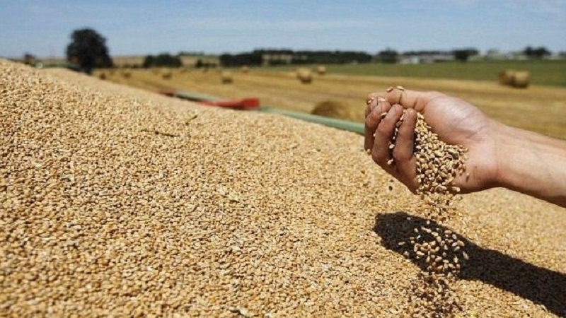 1 2421 26,83 millions de quintaux de céréales seront importés par la Tunisie en 2022