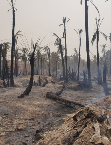 واحة الحامة 1170x878 1 Nassef Nejah : L'incendie qui s'est déclenché à l'oasis d'El Hamma a ravagé près de 4 hectares