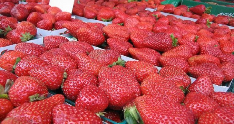 fraise 1 Ben Rayana : La région du Cap Bon produit à elle seule 91% de la production nationale de fraises