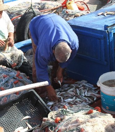 الأسماك نائب رئيس اتحاد الفلاحة: الميزان التجاري لمنتوجات الصيد البحري سيواصل تحقيق فائض