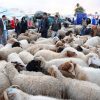 تخصيص 54 ألف رأس من قطيع الماشية لعيد الاضحى لفائدة ولاية قفصة