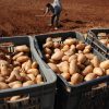 “حماية المنتجين من تدهور الأسعار وتشجيعهم على زراعة البطاطا الفصلية”