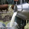 “إستهلاك الحليب غير المبستر يتسبب في أمراض خطيرة”