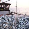 صالح هديدر: “لا يوجد إرادة صادقة للنهوض بقطاع الصيد البحري”