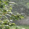 نشرة متابعة : سحب رعدية مع أمطار محليا غزيرة بعد ظهر الاربعاء