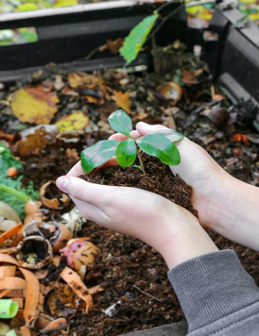 compost أهمية تثمين النفايات المنزلية وإنتاج "المستسمد" ..