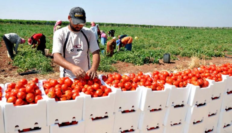 موسم الطماطم حسام حمام: صابة الطماطم بنابل قد تنخفض إلى النصف هذا الموسم