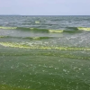 حمدي حشاد يقدم أسباب تغير لون البحر إلى الأخضر