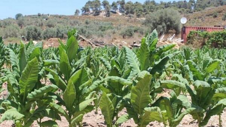 تبغ جندوبة : "نقص فادح في انتاج التبغ وتراجع في الجودة.."