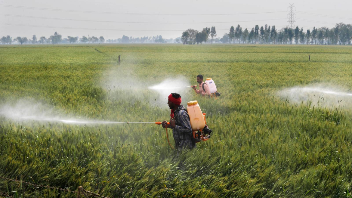 Sans titre 53 Des substances actives de pesticides retirées du marché local