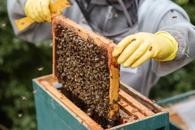 Sans titre 121 Zaghouan : Démarrage de l'initiative d'incubation de plus de 10 mille ruches d'abeilles