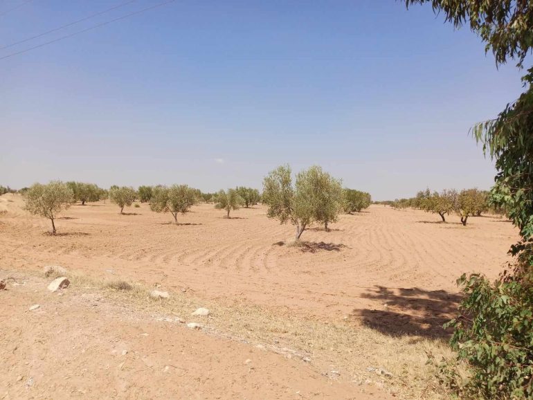 hhgg Mahdia-Domaines de l'Etat : Récupération d'un terrain domanial agricole de 7 hectares