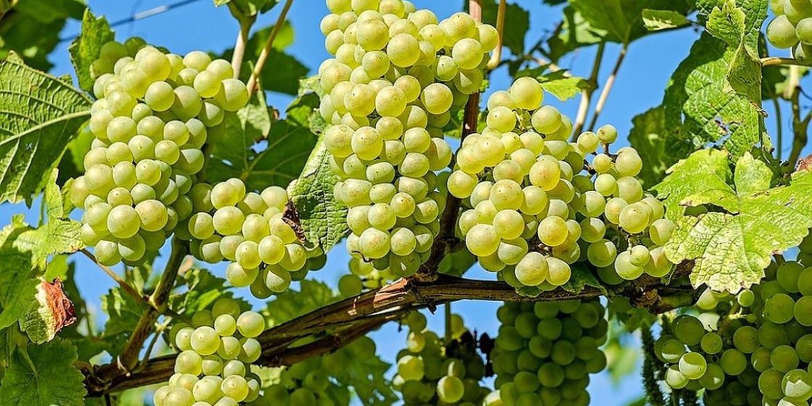 عنب بوعرقوب: نقص في إنتاج الكروم بـ 30 % بسبب ارتفاع درجات الحرارة