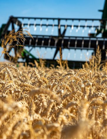 Sans titre 127 Filière céréalière : Un accord va être conclu entre le ministère de l'Agriculture et la BNA pour financer la production de blé dur