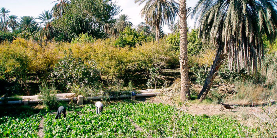 Sans titre 152 Secteur oasien du sud tunisien : La ceinture verte de Gafsa en proie aux changements climatiques !