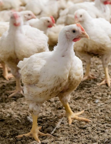 Sans titre 164 Poulet de chair : Hausse du prix mensuel de kg de 57,7% par rapport à juillet 2023