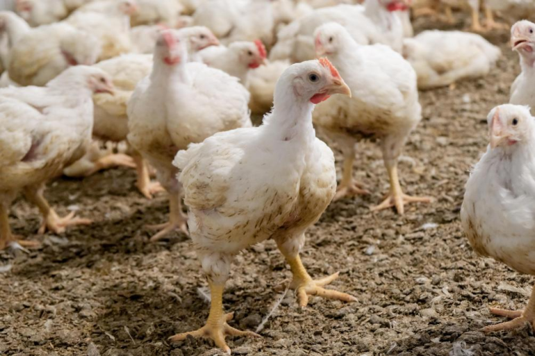 Sans titre 164 Poulet de chair : Hausse du prix mensuel de kg de 57,7% par rapport à juillet 2023