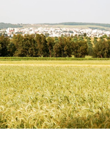 Sans titre 17 Impératif d'intensifier les efforts pour renforcer les échanges commerciaux des produits agricoles