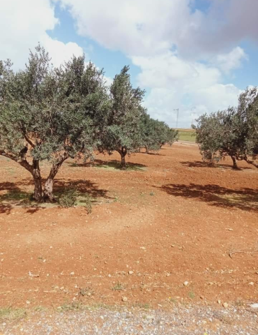 Sans titre 197 Le Ministère des Domaines de l'Etat récupère 106,5 hectares de ses terres à Kairouan et Kasserine