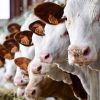 Agriculture : Interdiction, jusqu’à nouvel ordre, des importations de bovins et de cervidés à partir des zones françaises touchées par la maladie hémorragique épizootique