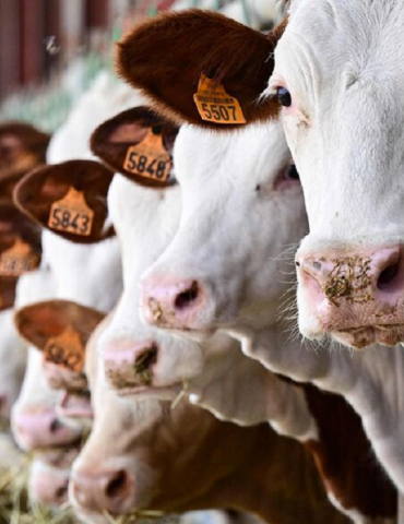 Sans titre 222 Agriculture : Interdiction, jusqu'à nouvel ordre, des importations de bovins et de cervidés à partir des zones françaises touchées par la maladie hémorragique épizootique