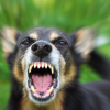 Infection à la rage: 30% des chiens errants sont concernés