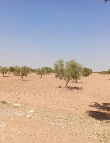 Sans titre 38 Nabeul: Récupération d’une parcelle domaniale agricole de 63 hectares