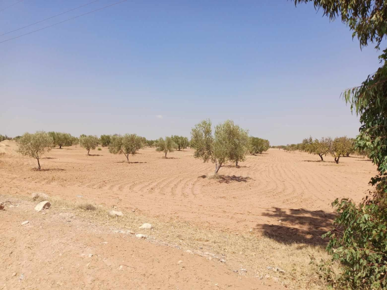 Sans titre 38 Nabeul: Récupération d’une parcelle domaniale agricole de 63 hectares