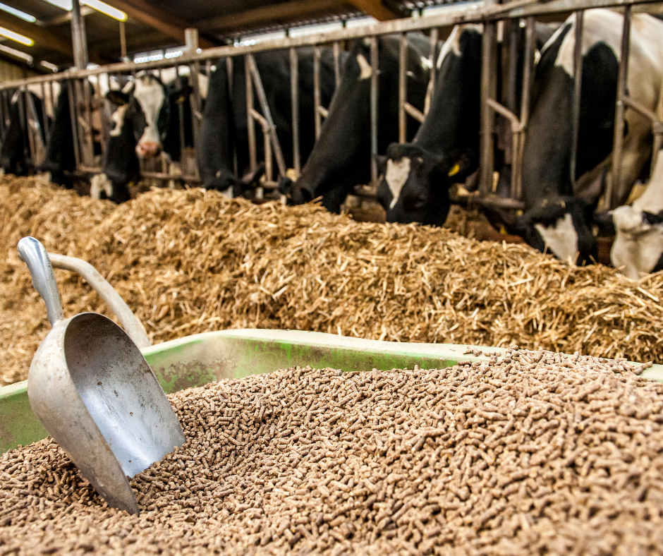 Sans titre 78 "Garantir la disponibilité de l’alimentation animale relève de notre souveraineté alimentaire"