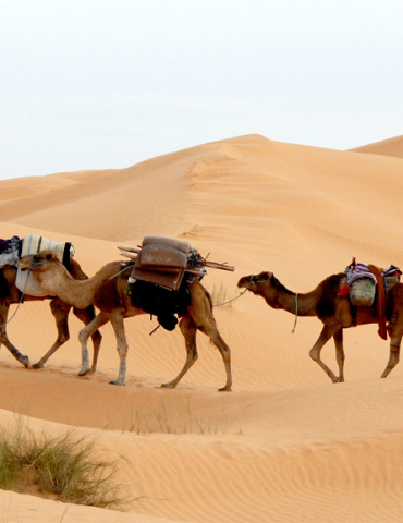 Sans titre 247 La mise en place un Organisme de gestion de destination dédié à la promotion du tourisme saharien