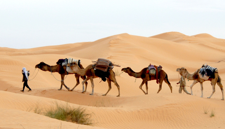 Sans titre 247 La mise en place un Organisme de gestion de destination dédié à la promotion du tourisme saharien