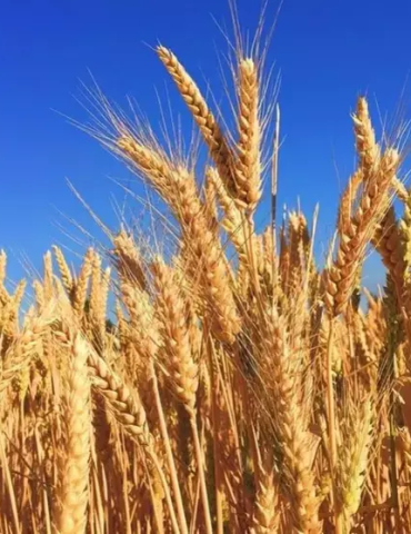 Sans titre 25 Céréales: Baisse du prix moyen du blé tendre européen de 27,4%