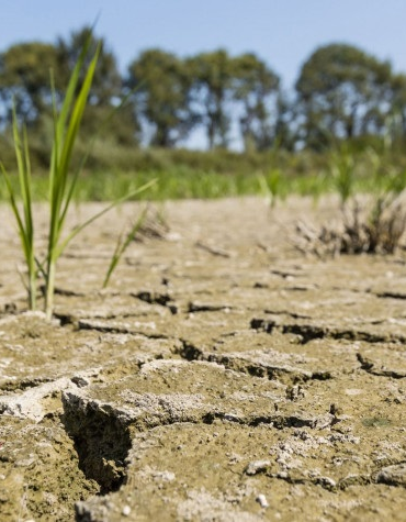 Sans titre 62 Agriculture : Face à une sécheresse persistante une autre série de mesures en cours d'examen