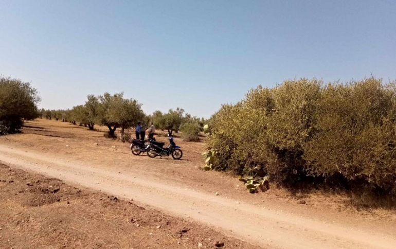 Sans titre 97 Zaghouan : Récupération de 4 terrains domaniaux agricoles à Bir Mchargua