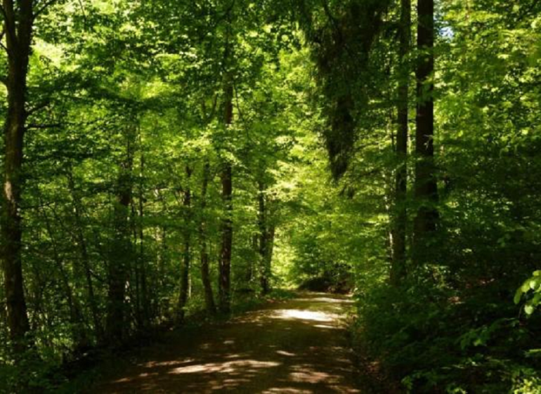 Sans titre 100 Environnement : La protection des écosystèmes forestiers au cœur de la 3ème session de la semaine des forêts tunisiennes (14 novembre - 19 décembre 2023)