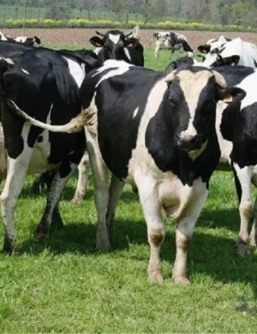 Sans titre 75 Vente de vaches atteintes de tuberculose: la procédure d'appel d'offre pour la mise en vente est légale