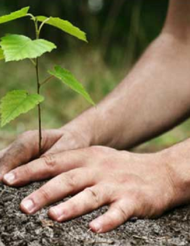 Sans titre 99 Fête nationale de l'Arbre : les Scouts tunisiens entament la plantation d'arbres au Parc Ennahli