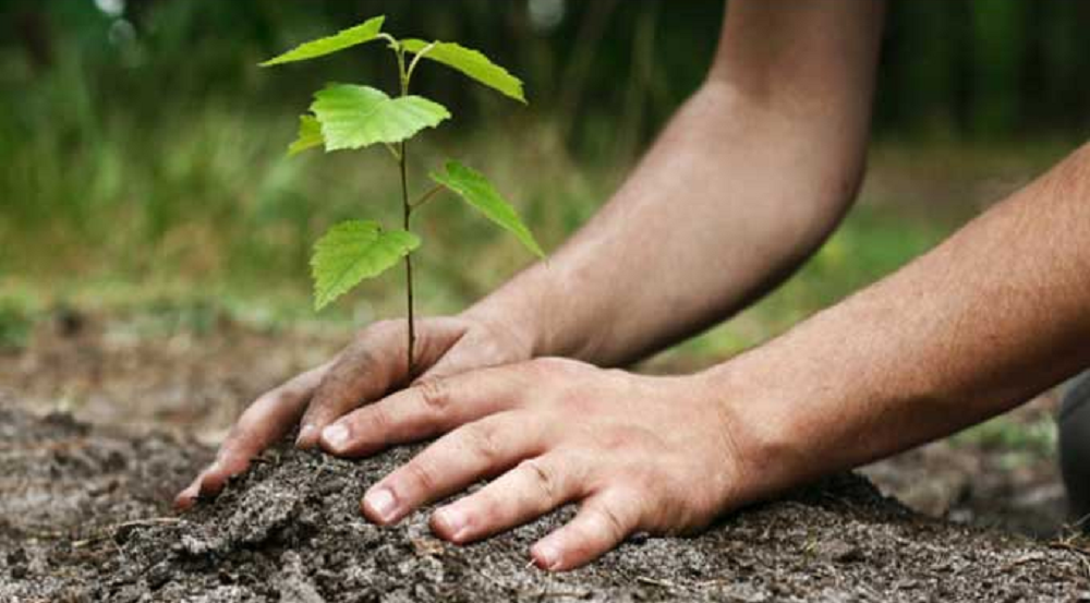 Sans titre 99 Fête nationale de l'Arbre : les Scouts tunisiens entament la plantation d'arbres au Parc Ennahli