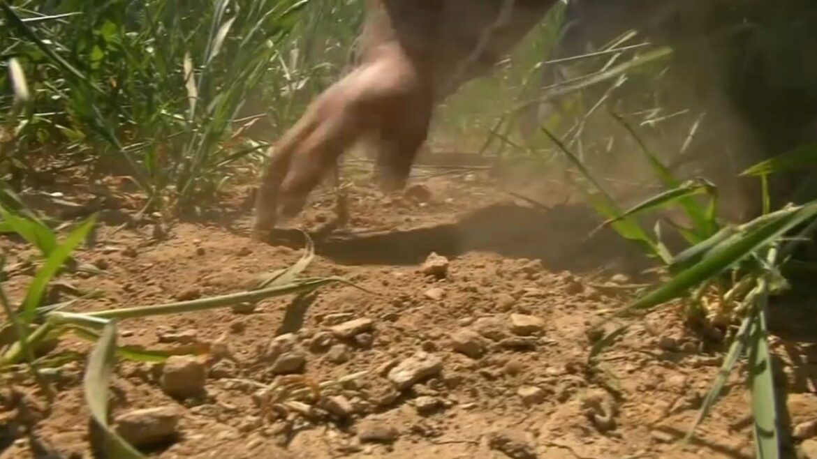 Un agriculteur de Loire Atlantique montrant la secheresse du sol au milieu de ses culture en avril 2021 1015857 Makhzoumi: la situation de l'agriculteur est difficile