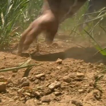 Un agriculteur de Loire Atlantique montrant la secheresse du sol au milieu de ses culture en avril 2021 1015857