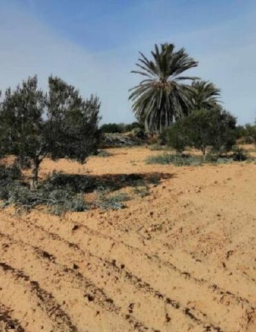 lki Médenine : Récupération de deux parcelles domaniales agricoles à Djerba-Midoun