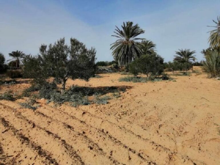 lki Médenine : Récupération de deux parcelles domaniales agricoles à Djerba-Midoun