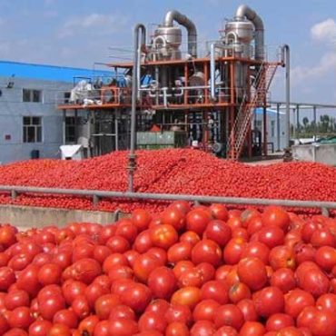 tomate tunisie sidi bouzid