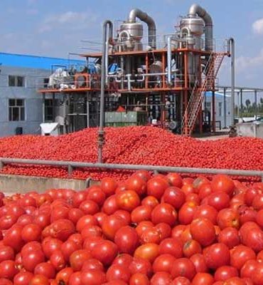 tomate tunisie sidi bouzid