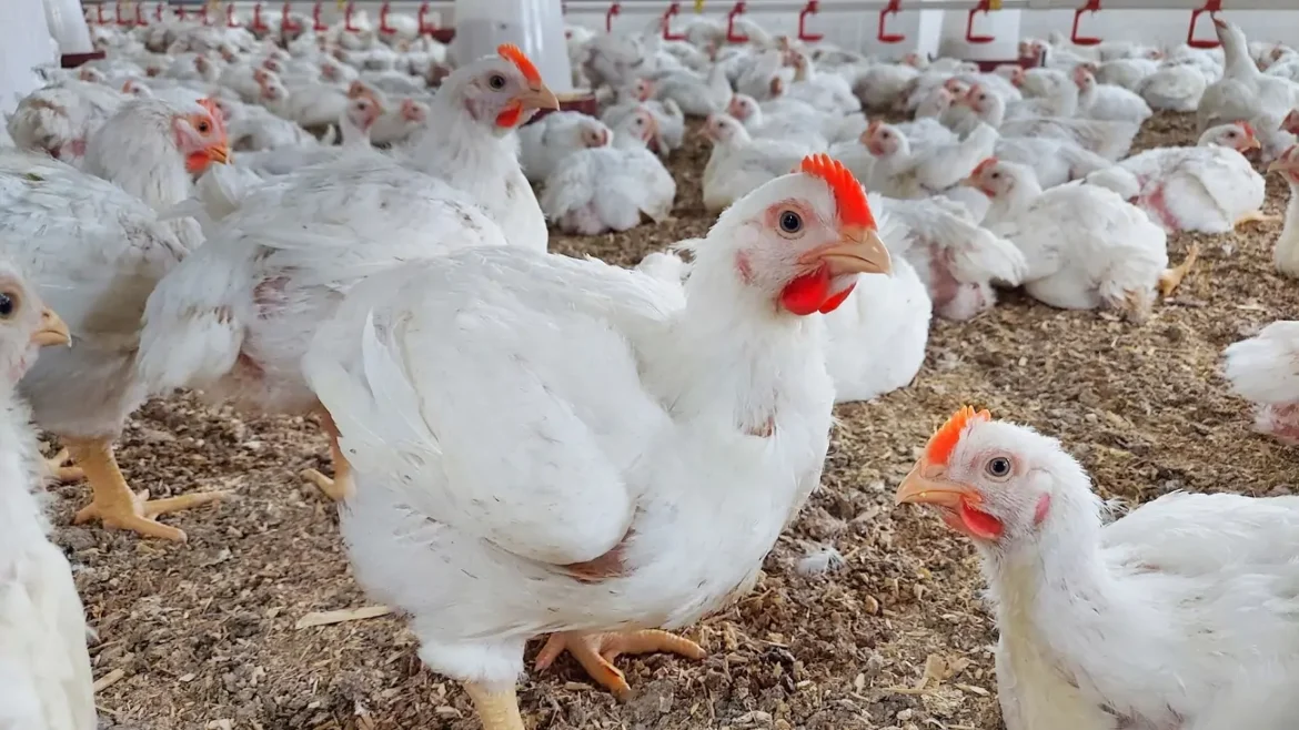 poulet2 مجمع مربي الدواجن: المُربّي هو أكثر المتضرّرين من انخفاض استهلاك الدواجن في رمضان