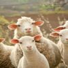 Le kilo de viande ovine a atteint 58 dinars, le mouton de l’Aïd jusqu’à 1500 dinars !